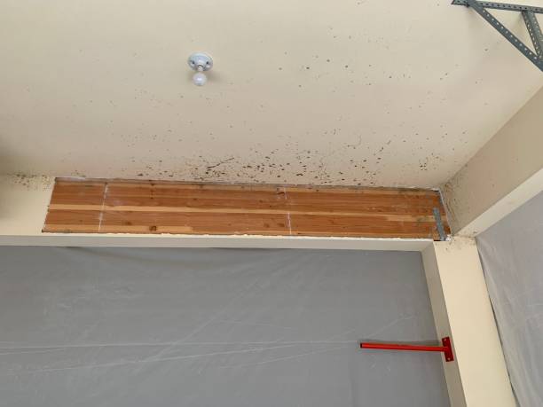 Best Mold-Related Health Consultation  in Douglas, WY